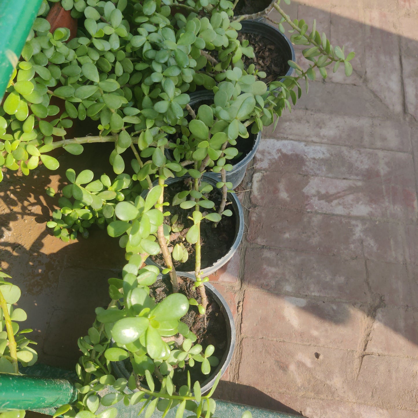 Small hanging plants