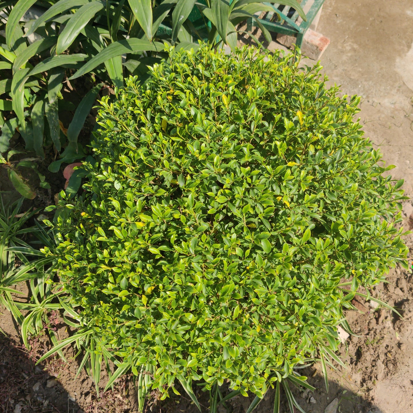 Ficus Miniature Football