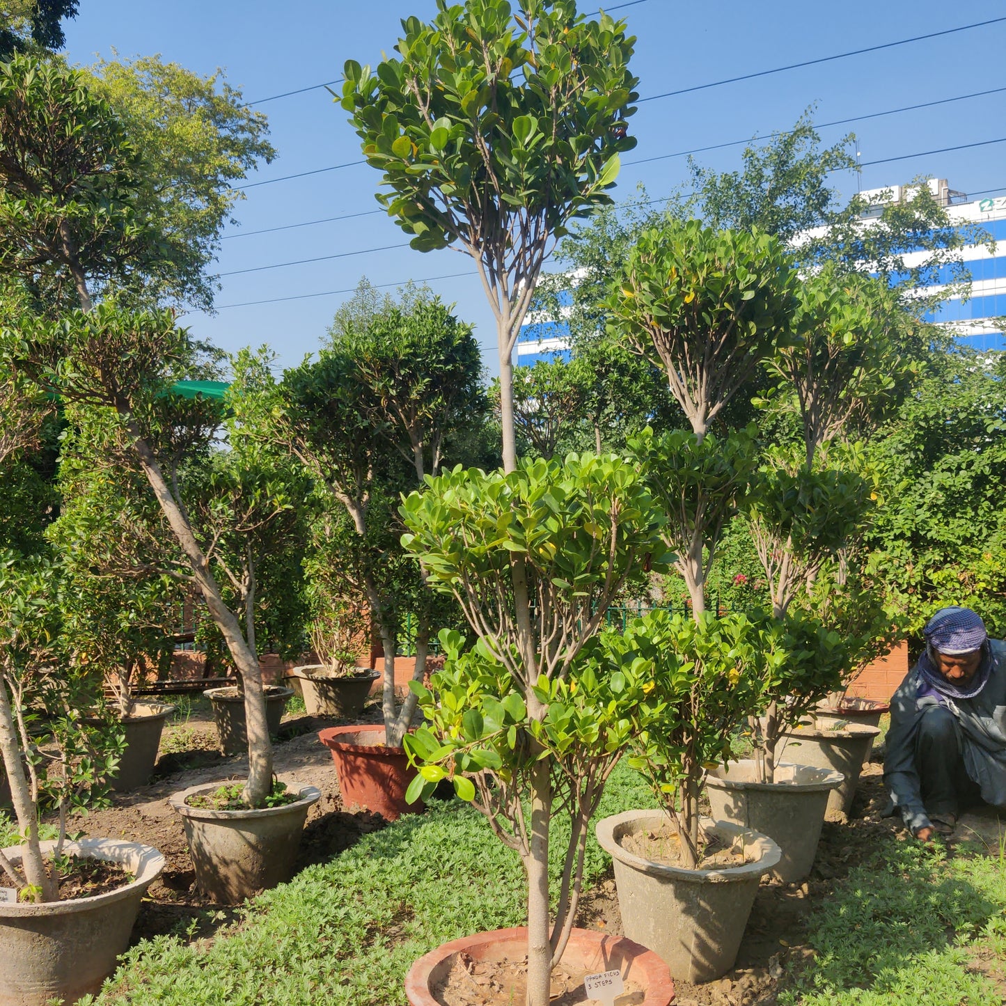 Panda ficus 3 step