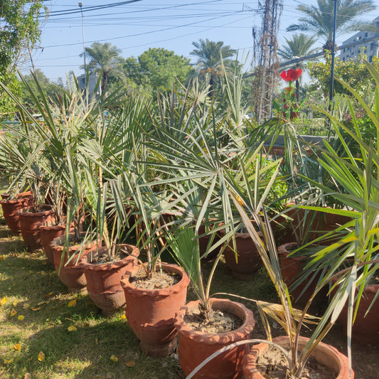 Bismarckia palm