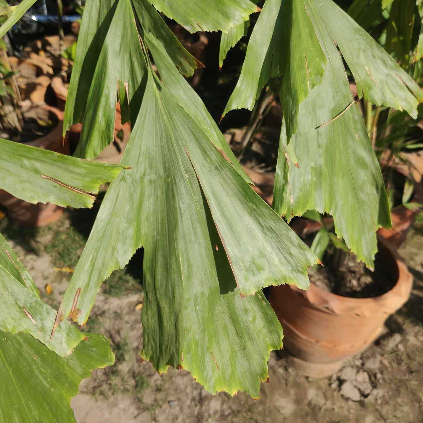 Fox tail palm