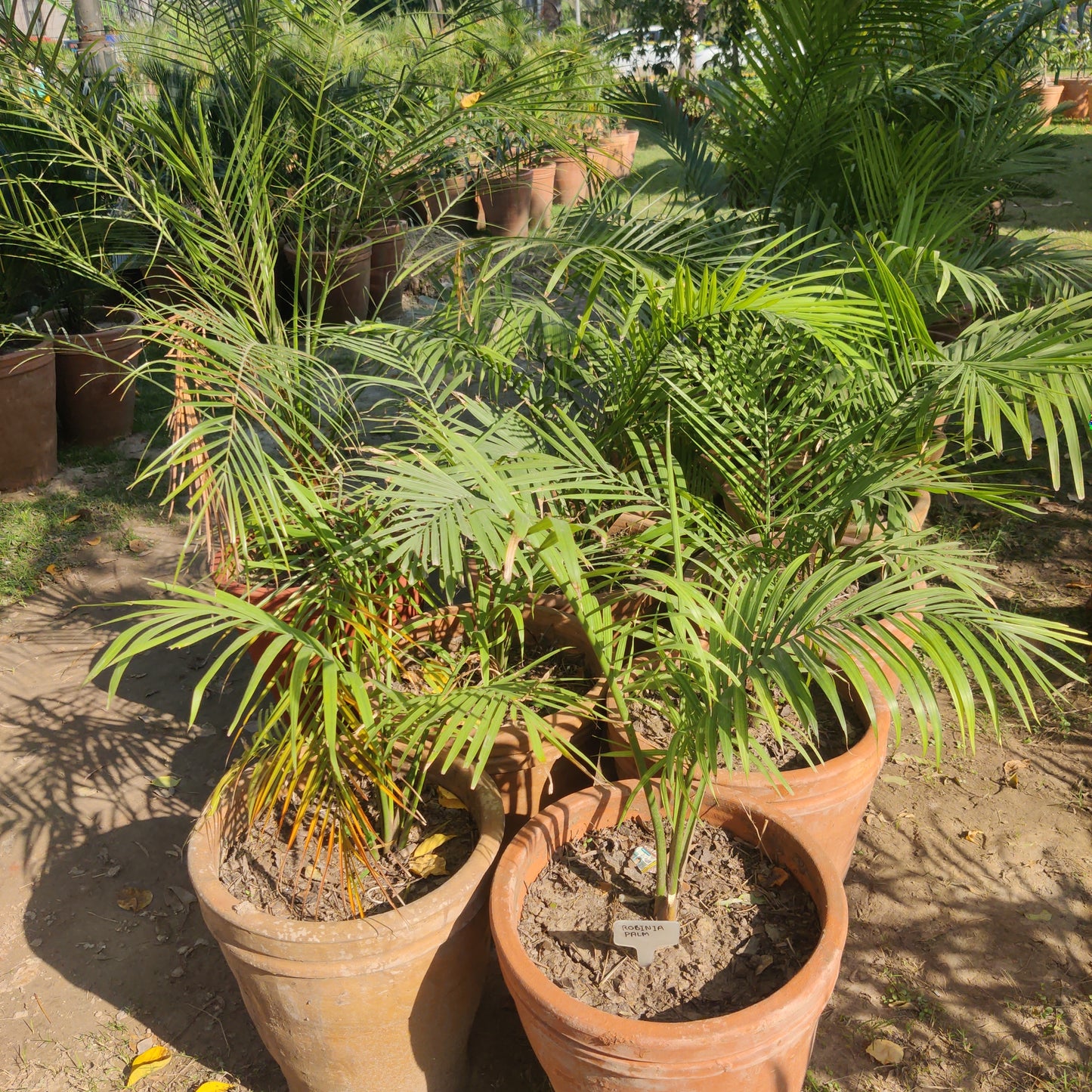 Robinia palm