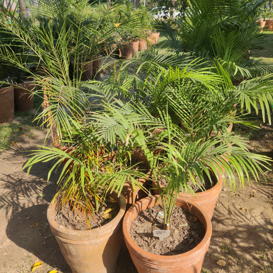 Robinia palm