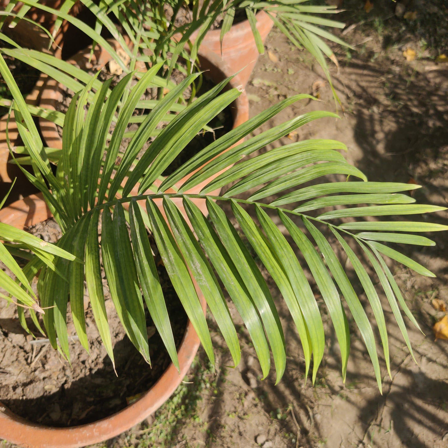 Robinia palm