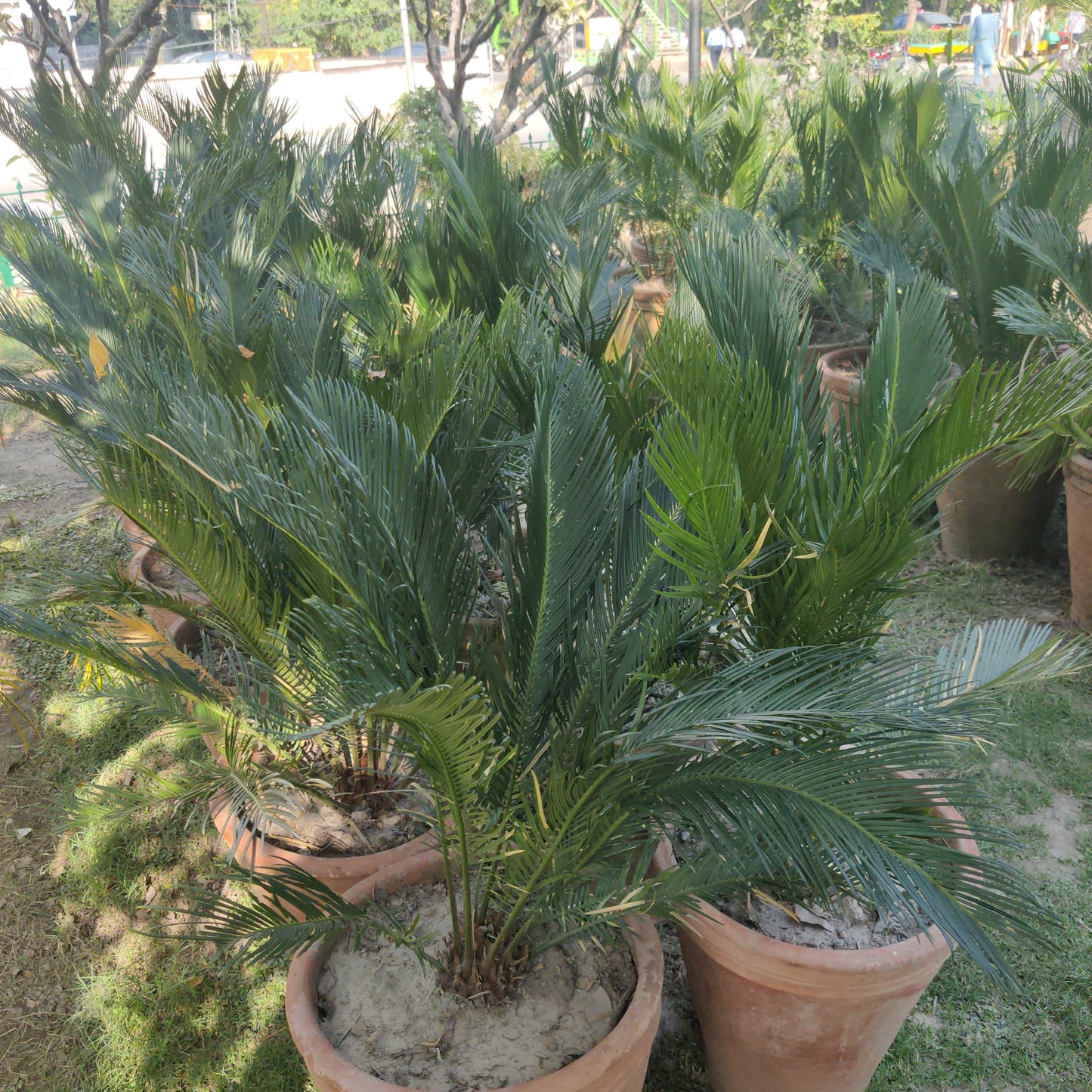 Kangi Palm