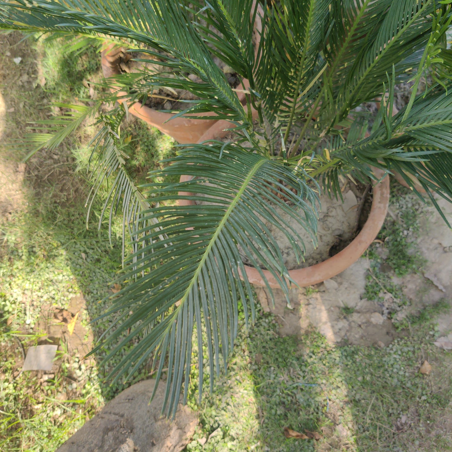 Kangi Palm