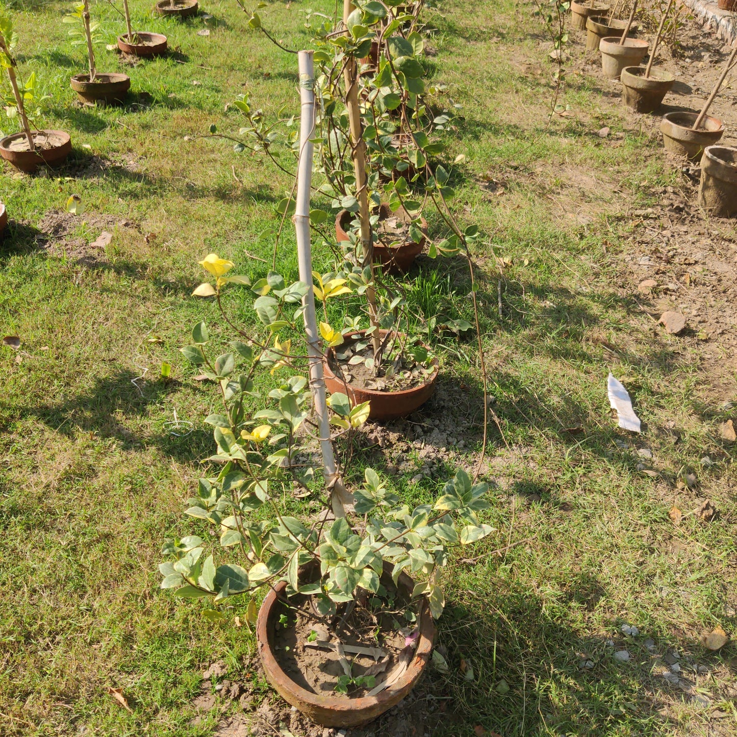 Star jasmine variegated