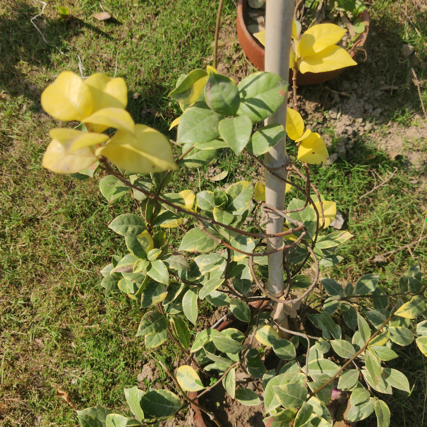 Star jasmine variegated