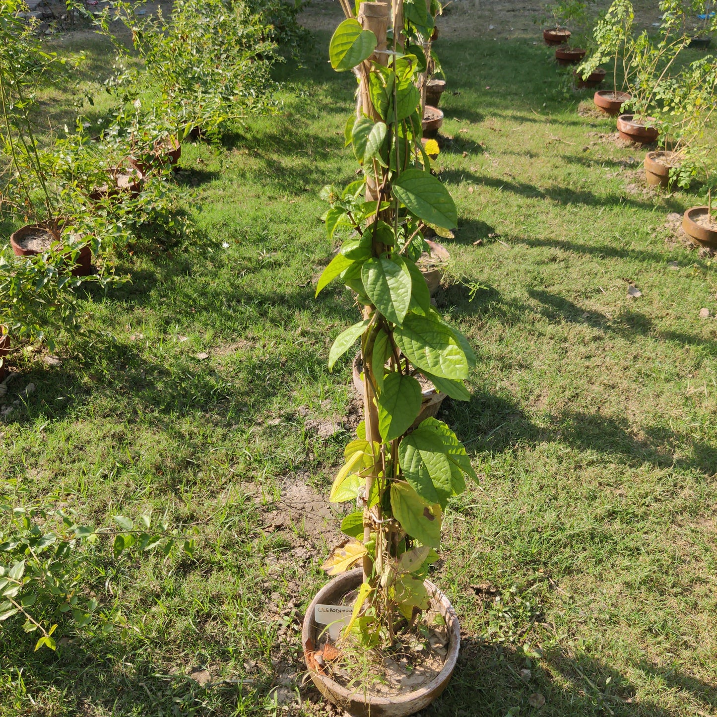 Clerodendrum