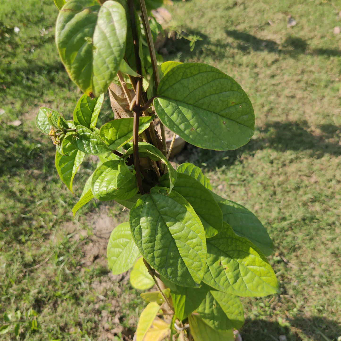 Clerodendrum