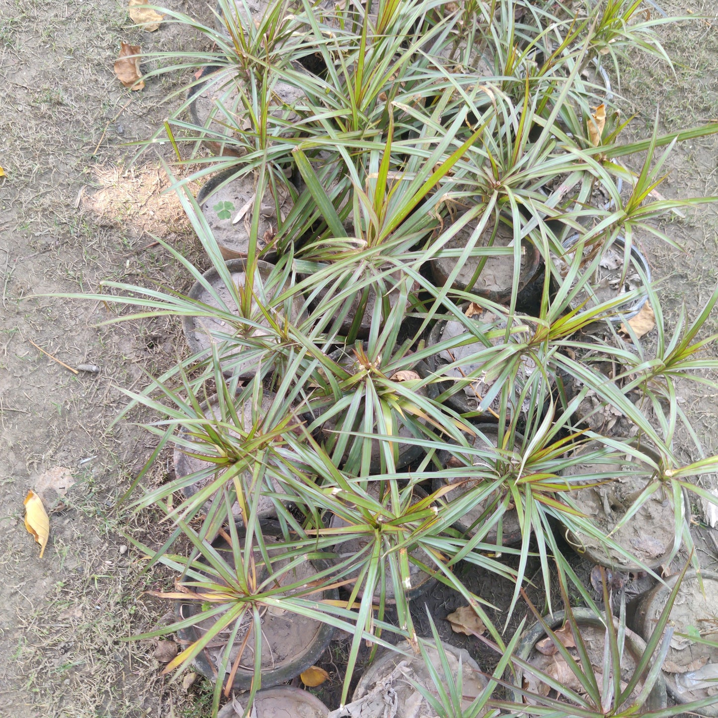 Dracaena marginata