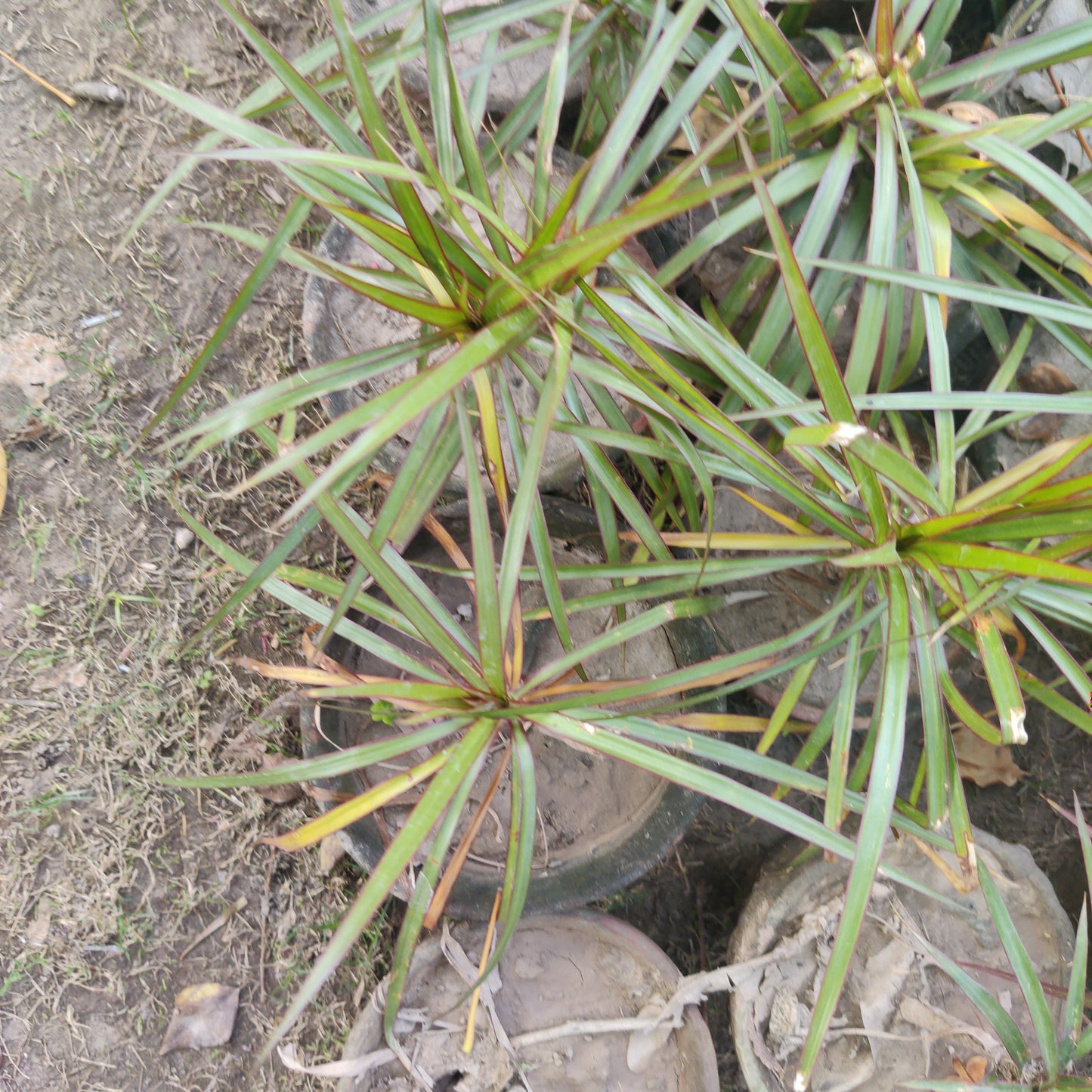 Dracaena marginata