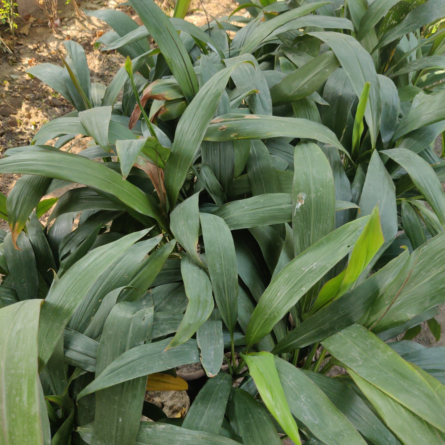 Dracaena green