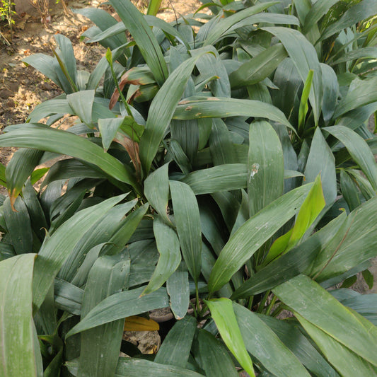 Dracaena green