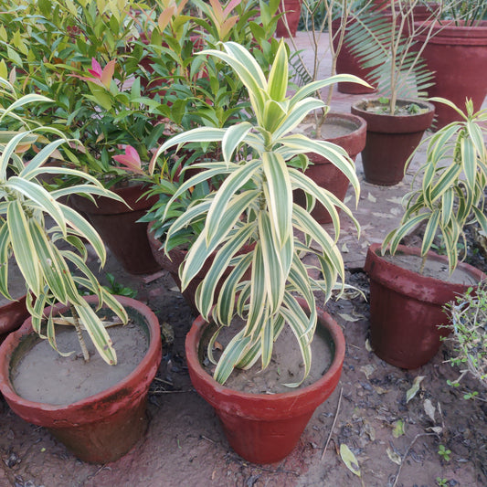 Song of India: A Hardy and Low-Maintenance Plant with Beautiful Stripes