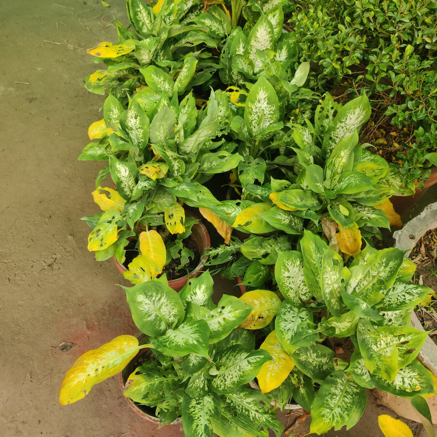 Diffen dwarf | Dieffenbachia