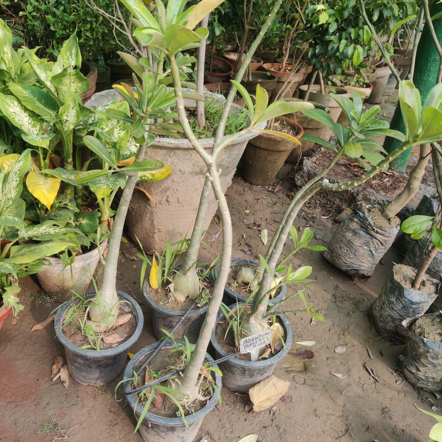 Adenium | Desert Rose