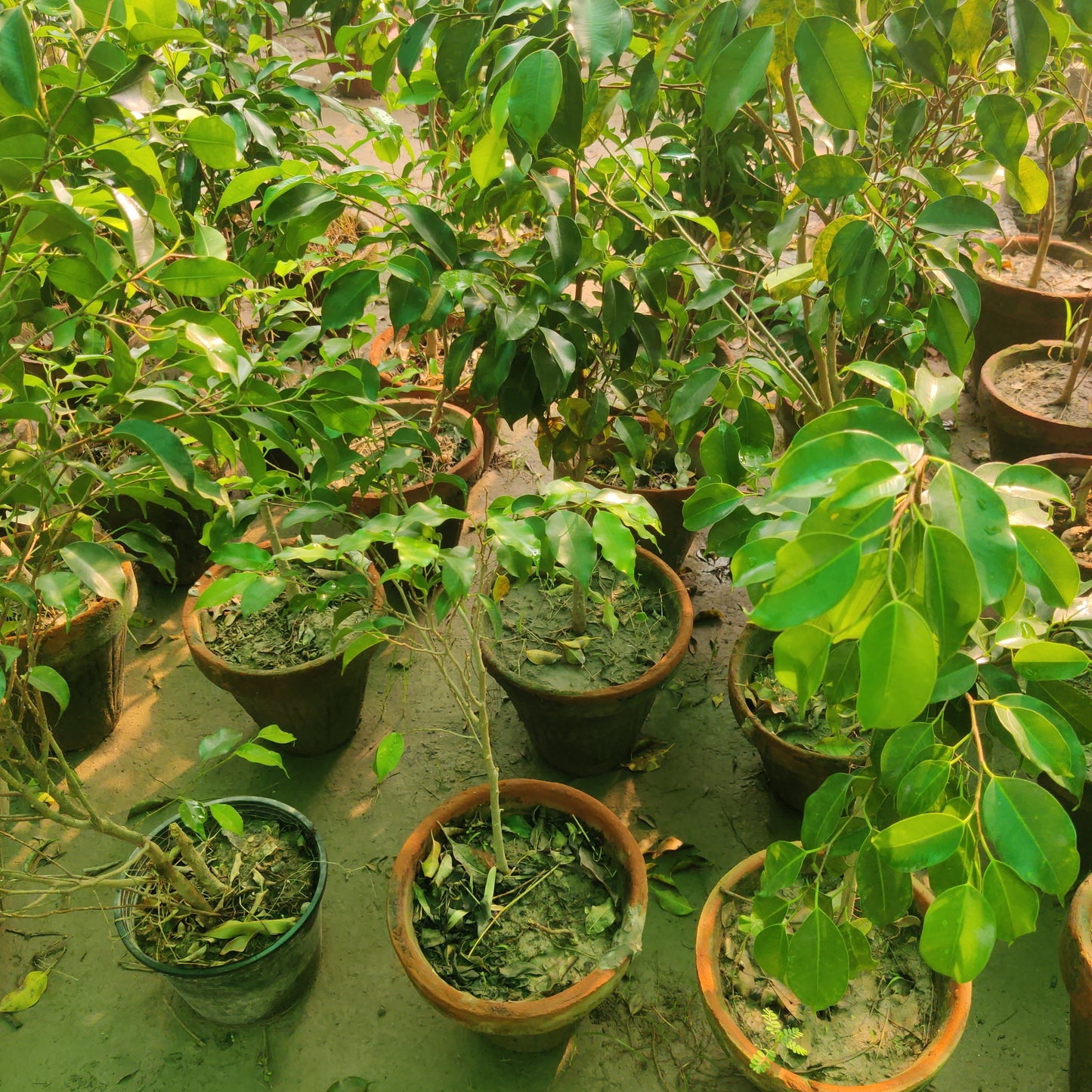 Ficus Benjamina black