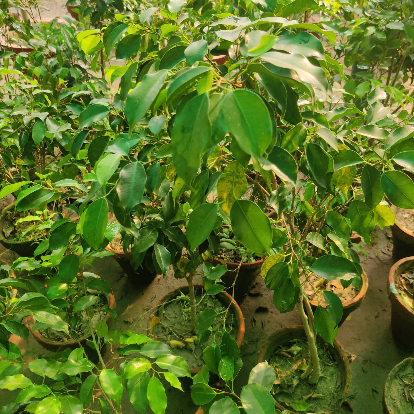 Ficus Benjamina black