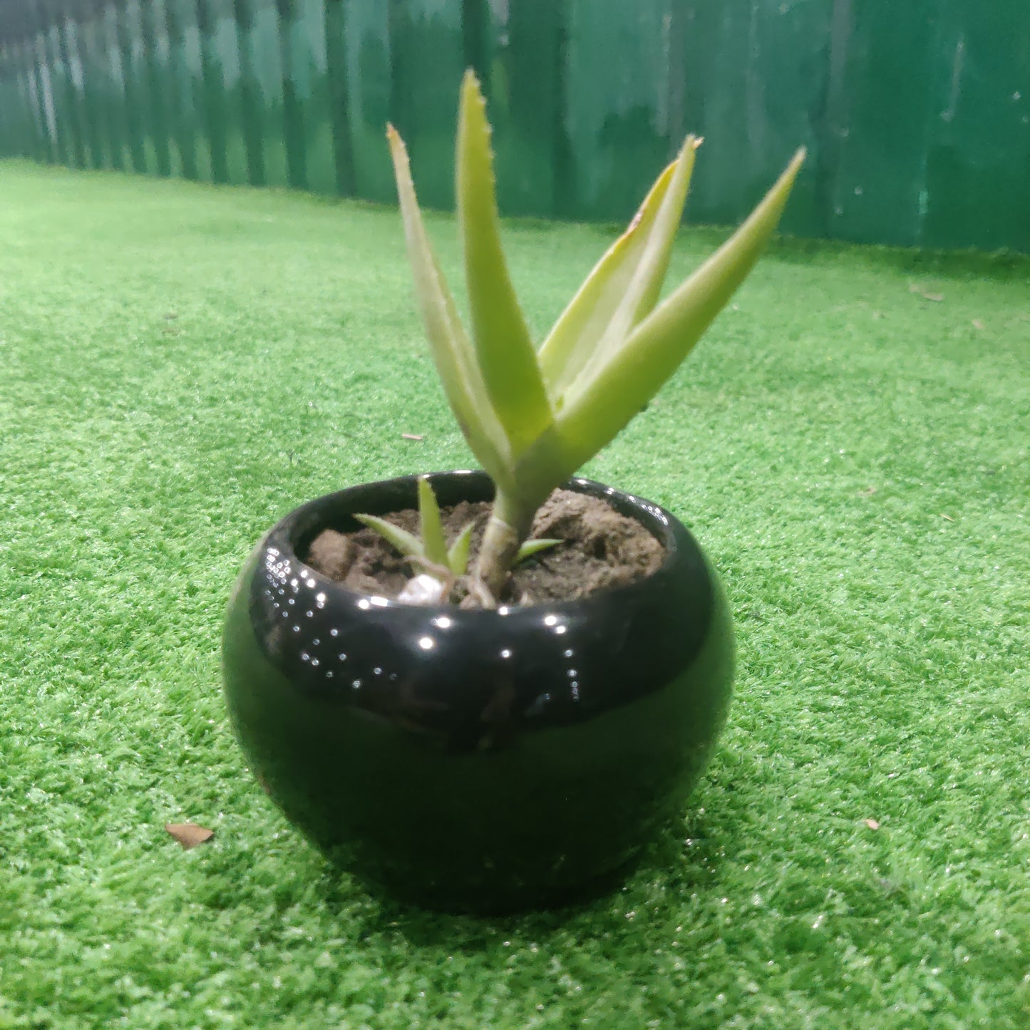 Cactus in small pots