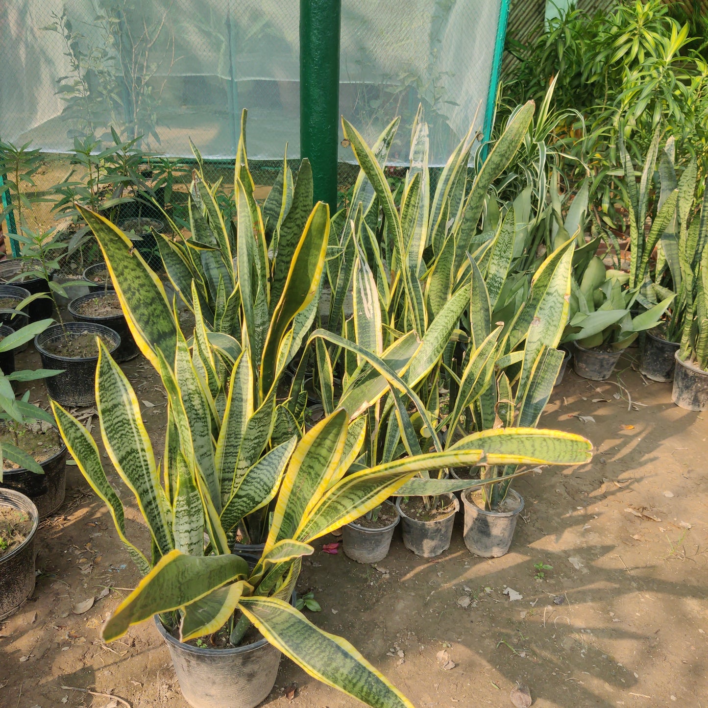 Snake plant variegated