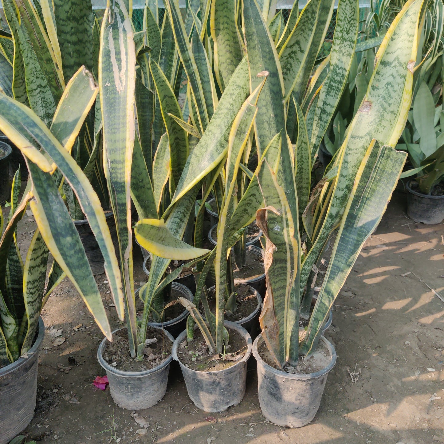 Snake plant variegated