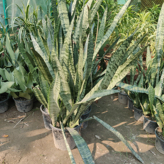 Snake plant black