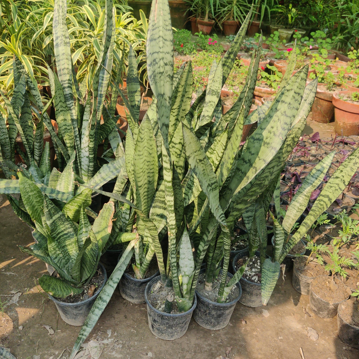 Snake plant black