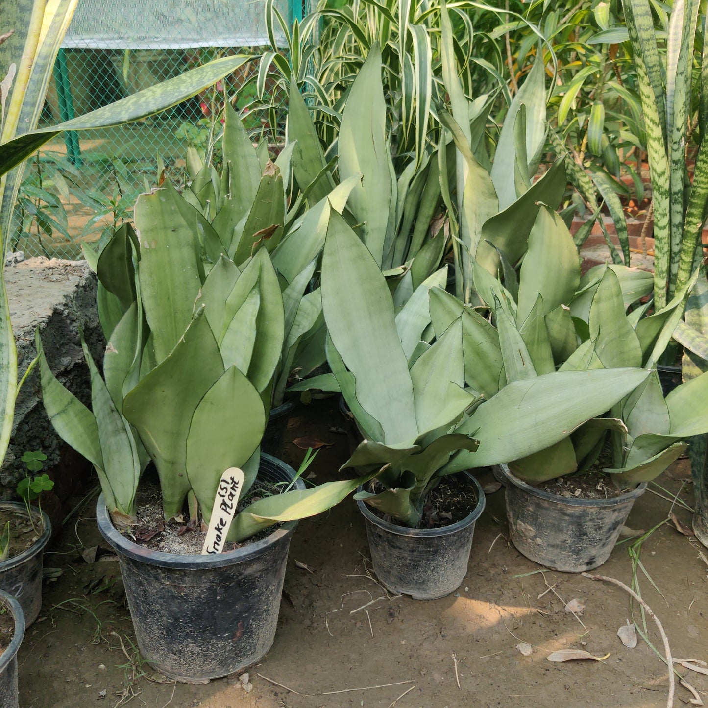 Snake plant silver