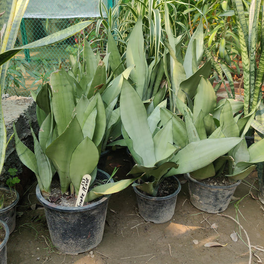 Snake plant silver