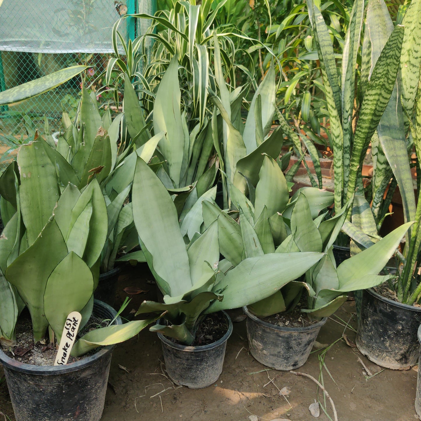 Snake plant silver