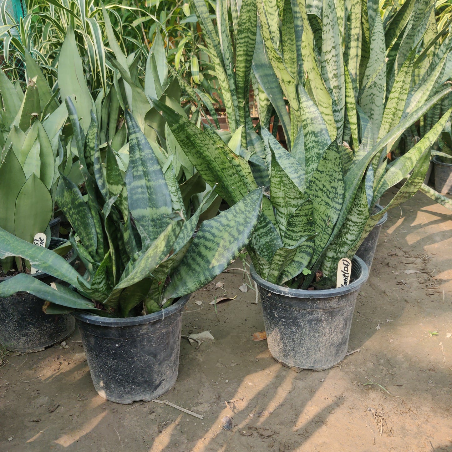 Snake plant black dwarf mix