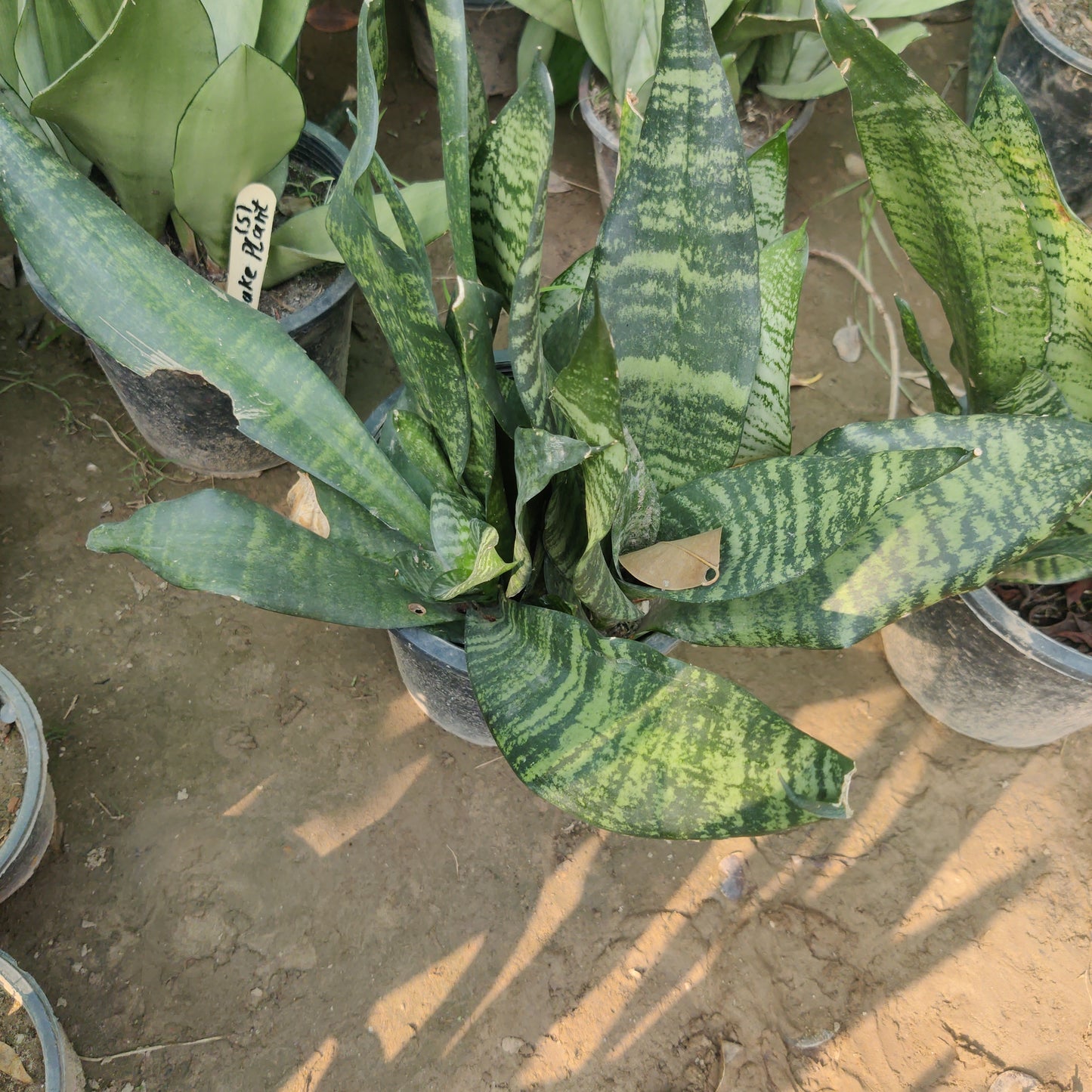 Snake plant black dwarf mix