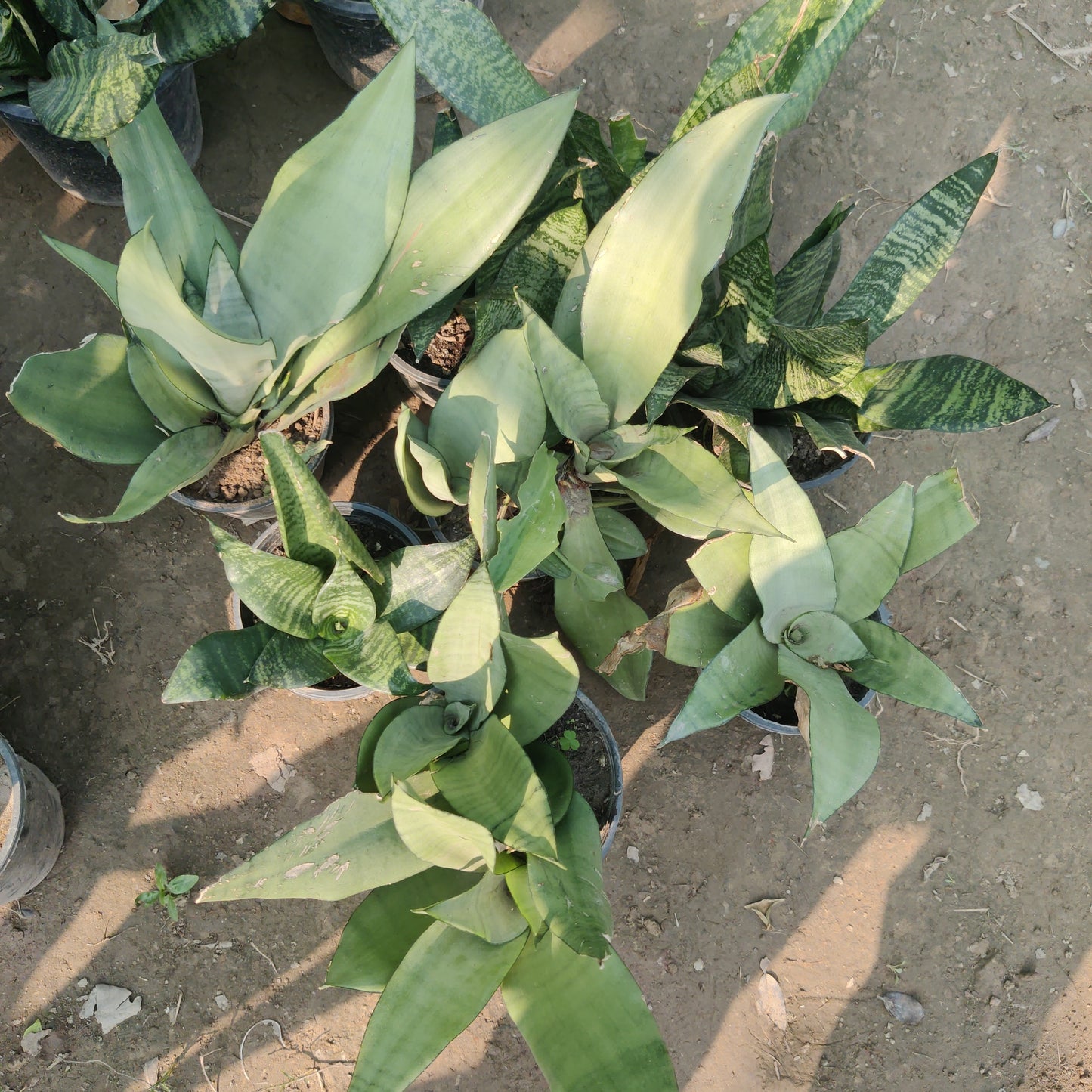 Snake plant black dwarf mix