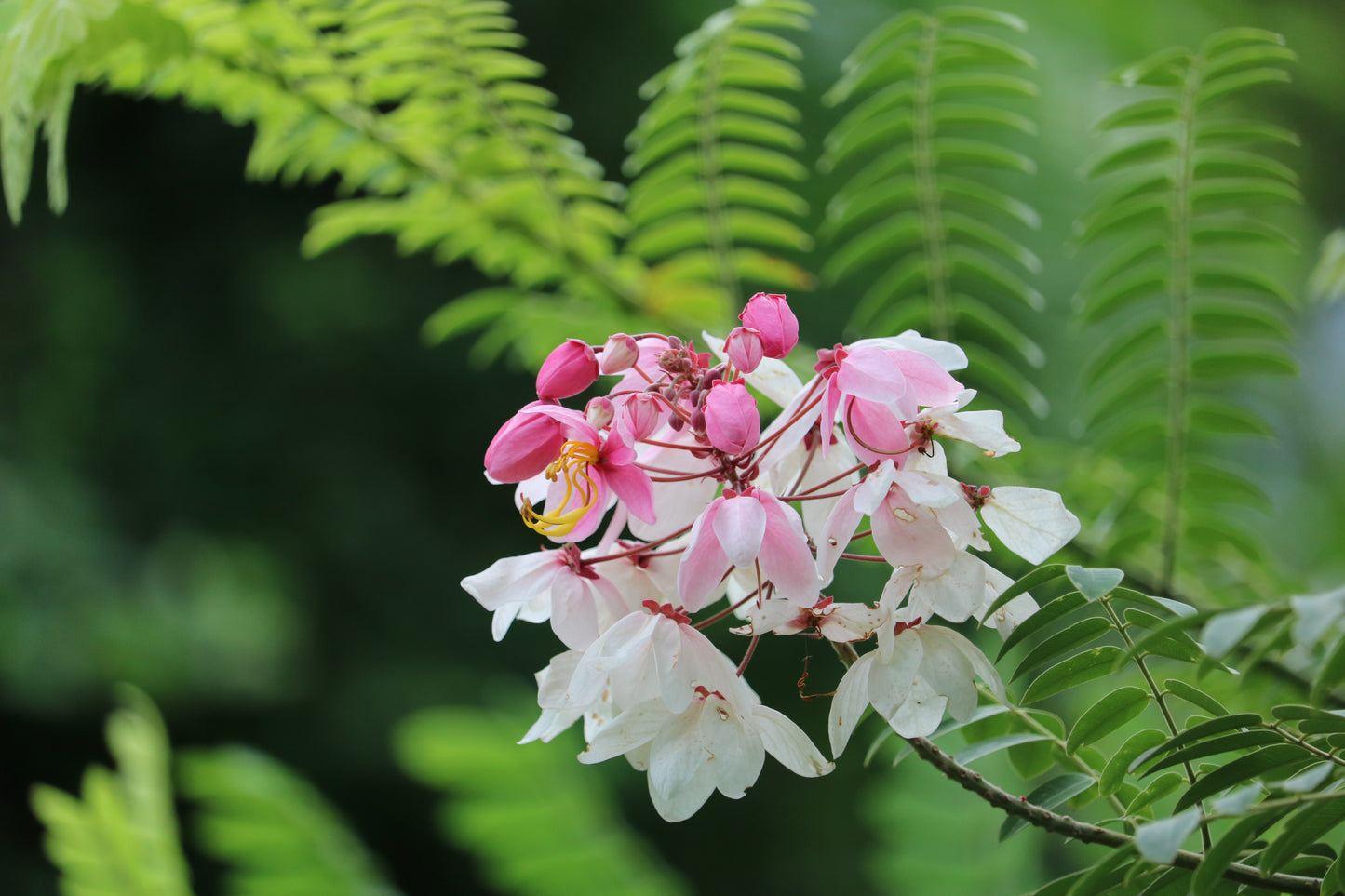 Cassia nodosa | Pink Shower Tree