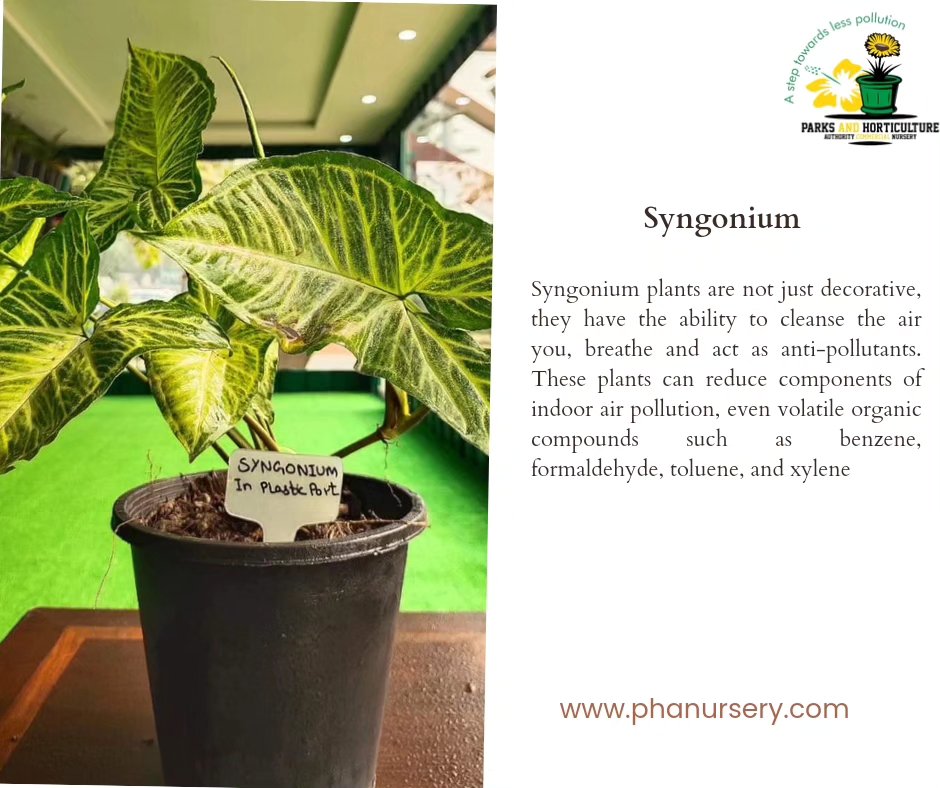 Syngonium plant in plastic pot