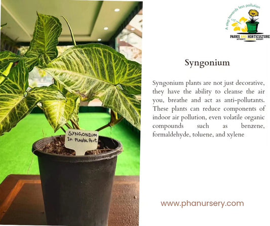 Syngonium plant in plastic pot