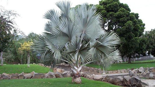 Bismarckia Palm: Add Exotic Elegance to Your Outdoor Garden