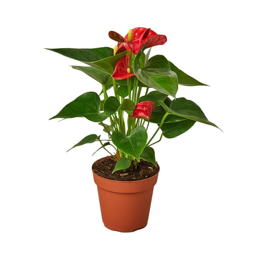 Anthurium: A Tropical Touch for Your Indoor Garden