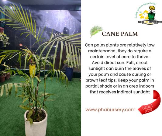 Can palm