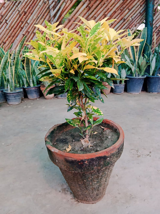 Lemon Croton: A Hardy, Eye-Catching Plant with Stunning Leaf Colors