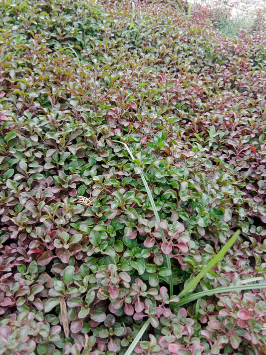 Alternanthera: A Hardy, Low-Maintenance Plant with Gorgeous Leaves