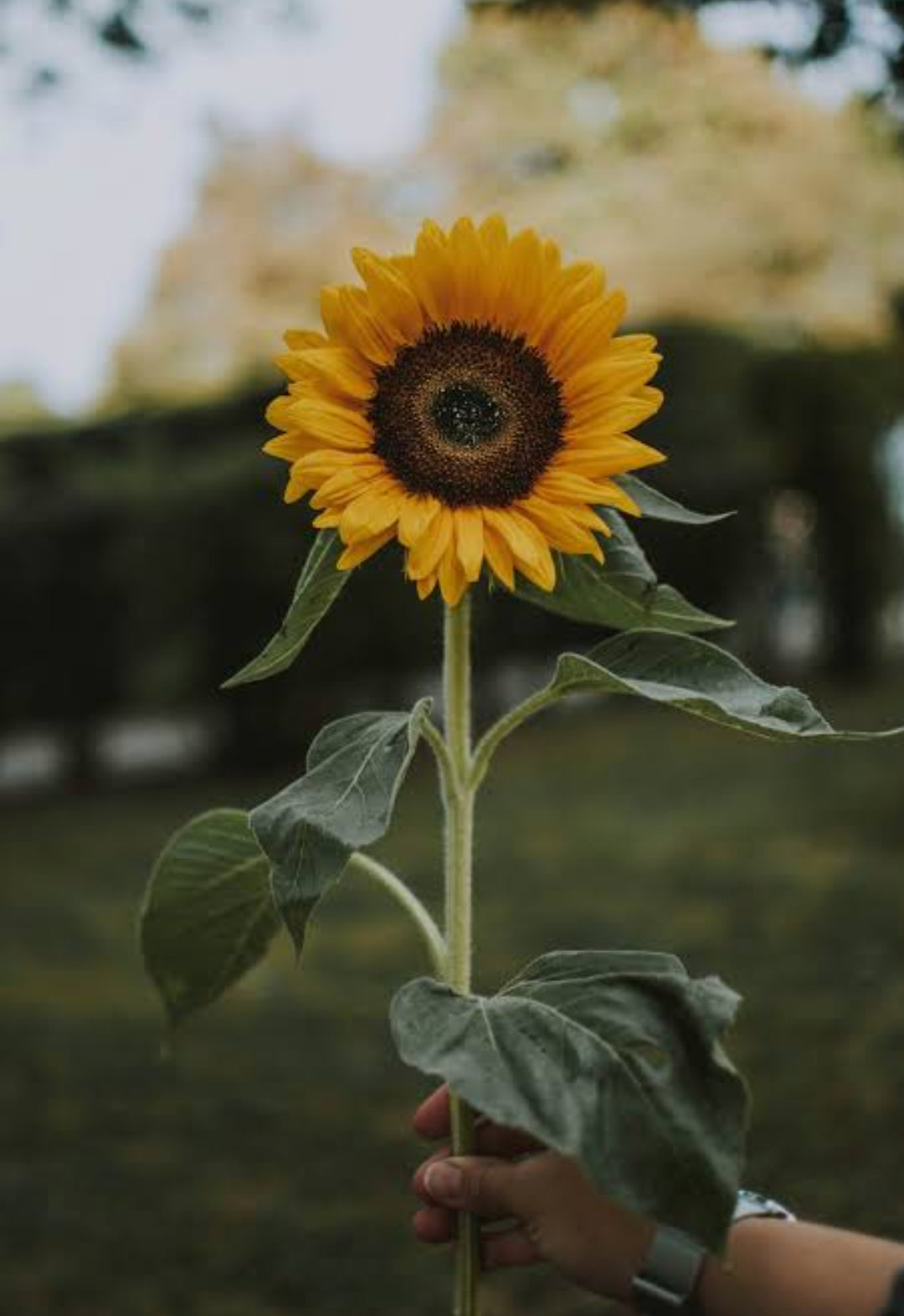 Single sunflower stick