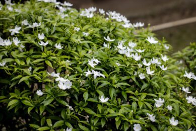 Chandani variegated