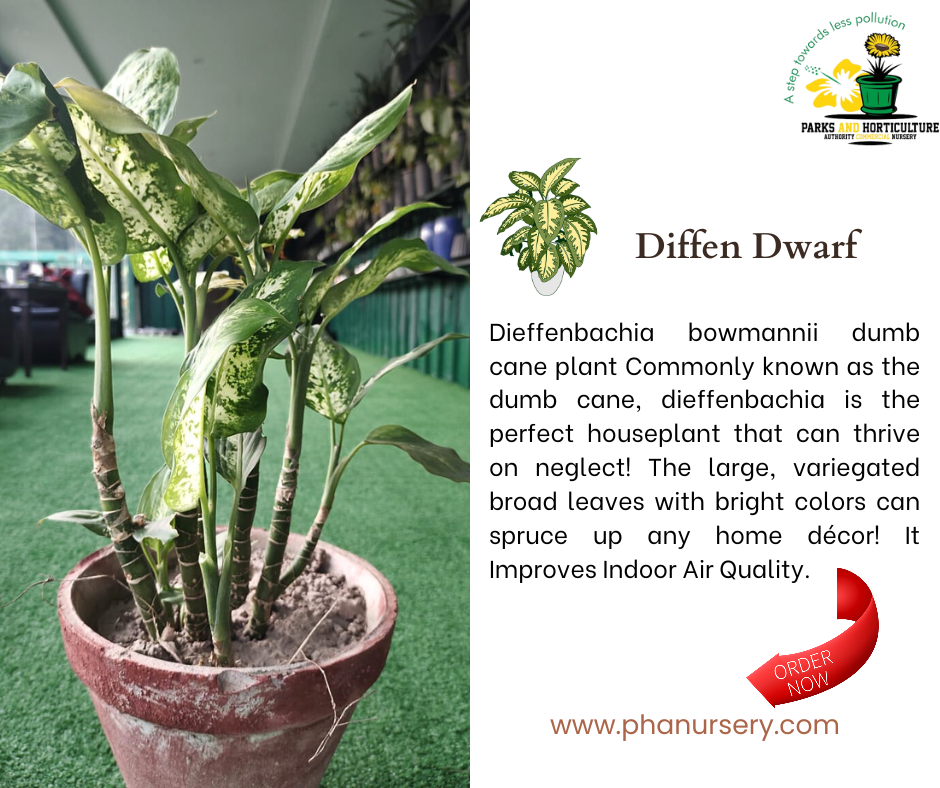 Diffen dwarf | Dieffenbachia