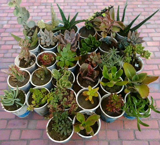 50-Piece Fresh Succulent Collection – Vibrant & Low-Maintenance Plants for Home & Office (Without Soil)