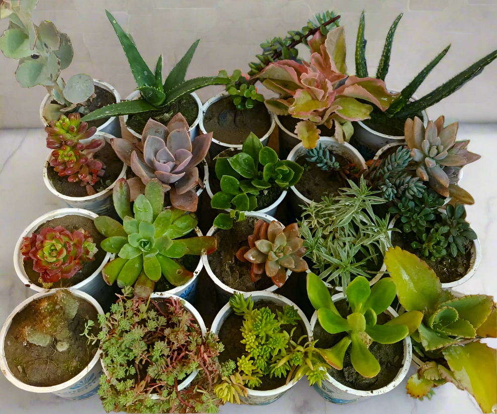 20-Piece Fresh Succulent Collection – Vibrant & Low-Maintenance Plants for Home & Office (without soil)