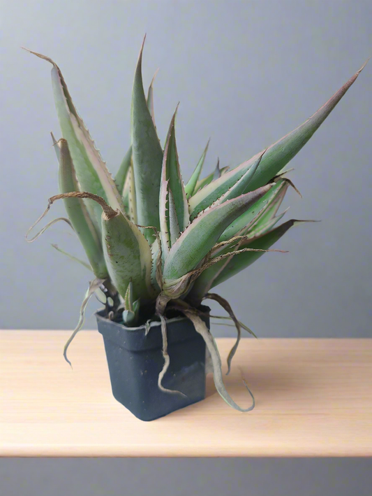 Agave Ginigola