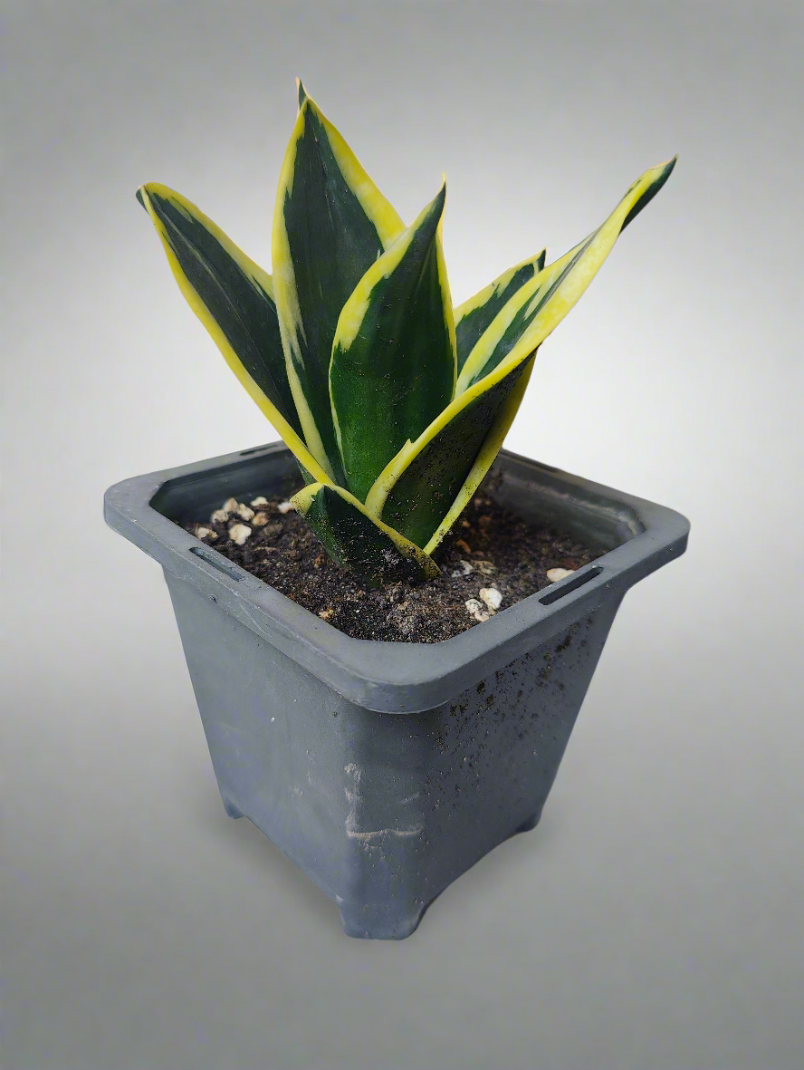 Sansevieria yellowish