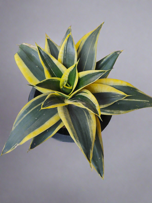 Sansevieria yellowish